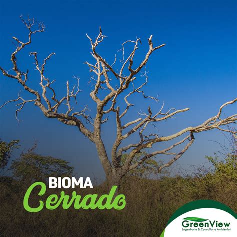 Bioma Cerrado - Localização - O que é ? GreenView