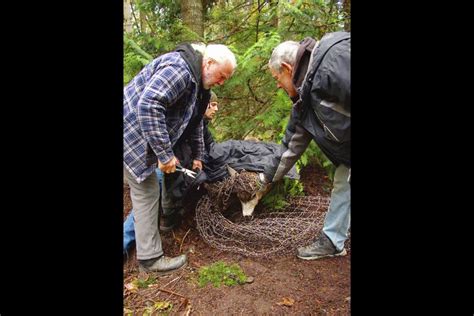 Deer cull postponed after netting entanglements - Victoria Times Colonist