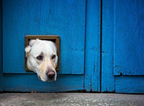 How Much Does Dog Flap Installation Cost in 2024? | Checkatrade