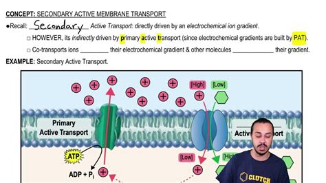 Secondary Active Transport Animation Mcgraw Hill - Transport Informations Lane