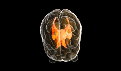 Cerebrospinal Fluid Analysis: Why Is It Done and What the Results Mean - StoryMD