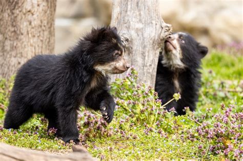 Andean Bear Cub Brothers Now on View Outdoors at the Smithsonian’s National Zoo | Smithsonian ...