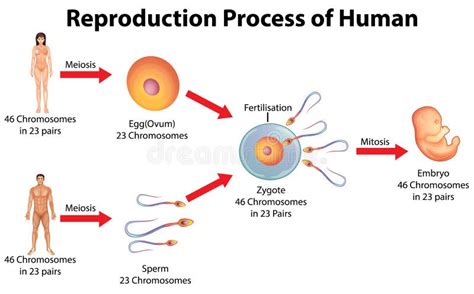 Reproduction Process of Human Stock Vector - Illustration of chromosome ...