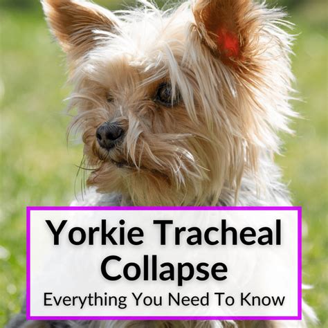 Yorkie Tracheal Collapse (Treatment Options & Everything You Need To Know)