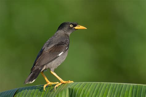 Javan Myna – Birds of Singapore