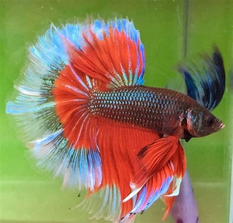 1000+ images about Beta fish on Pinterest | Auction, Red dragon and ...