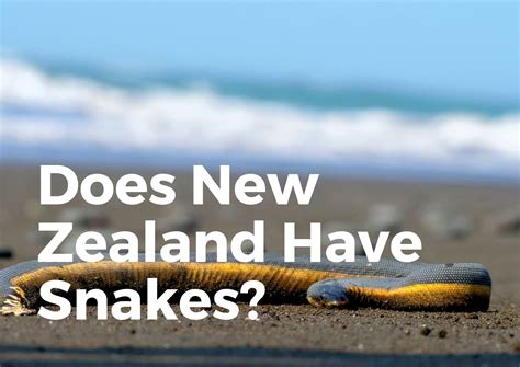 Does New Zealand Have Snakes? (All You Need To KNOW!) - TravelPeri