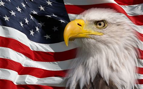 American Flag And Bald Eagle Symbol Of America Picture Hd Wallpaper For ...