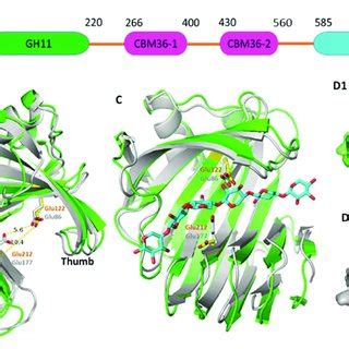 Domain structure of Xyl and crystal structure of the Xyl-GH11. A) An ...