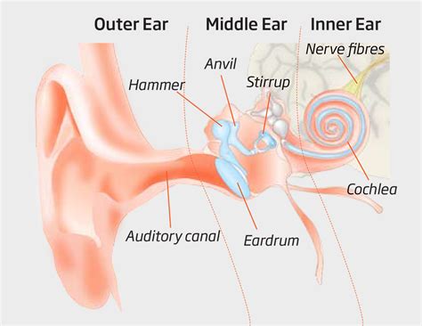 Anatomy Of Human Ear Hammer Anvil And Stirrup