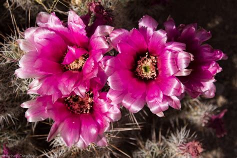 Arizona Cactus Flowers Pictures - All New Wallpaper