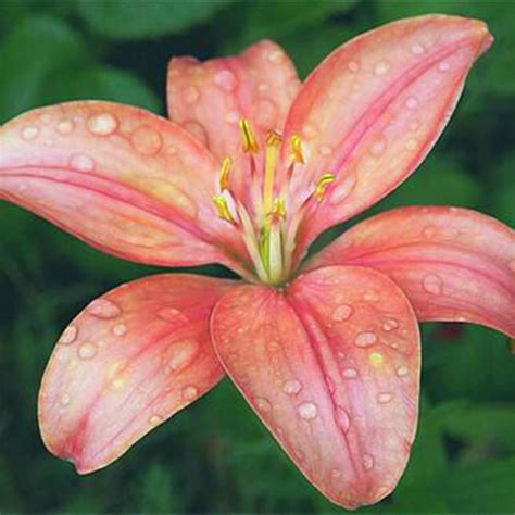 Rare Multi-Color Lily Flower Seeds 100pcs/pack – GreenSeedGarden