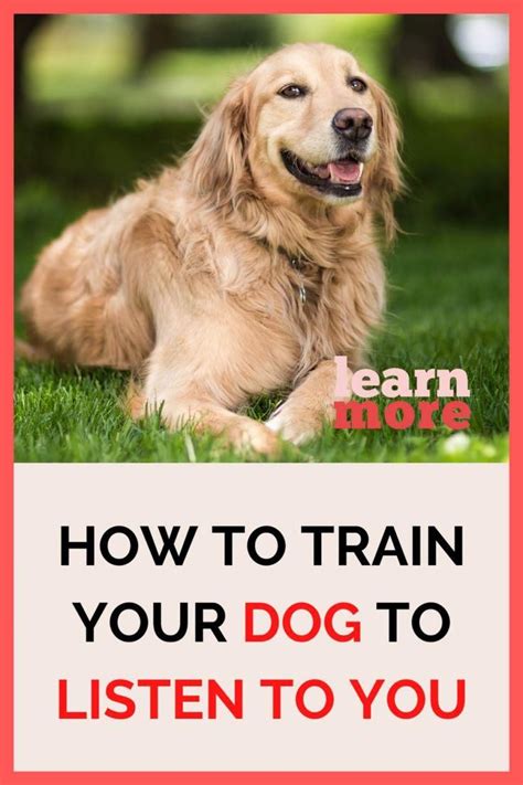 Best dog training tips how to train your dog easy fast and effective ...