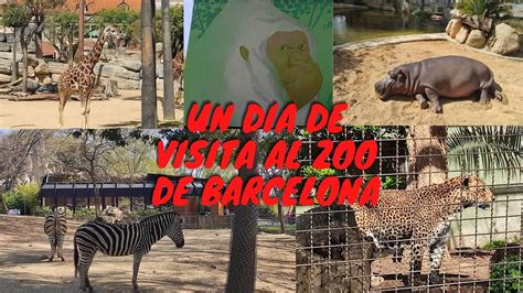 ZOO BARCELONA , un dia de visita con los animales. - YouTube