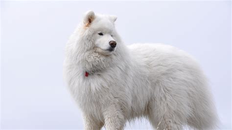 Download Big White Fluffy Samoyed HD wallpaper for 4K 3840 x 2160 - HDwallpapers.net