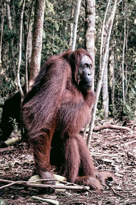 Exploring Orangutan Tanjung Puting National Park | Experience the Best ...