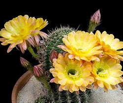 The man in the purple suit — sanziene: Echinopsis Cacti in Bloom by ...