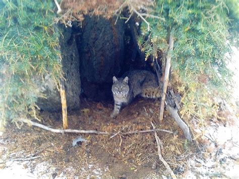 Montana Bobcat Trapping | Montana Hunting and Fishing