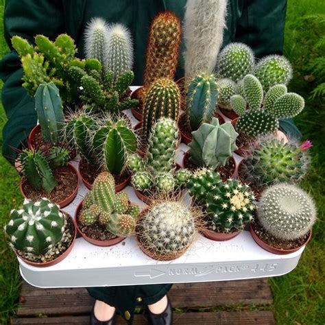 Where To Buy A Real Cactus / Check out our real cactus selection for the very best in unique or ...