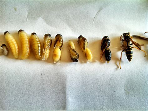 "Wasps from a nest I took down. In varying stages of development" | Science classroom ...