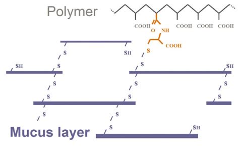 Schematic presentation of disulphide bond formation between a thiomer... | Download Scientific ...