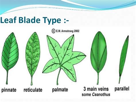 Leaf Study