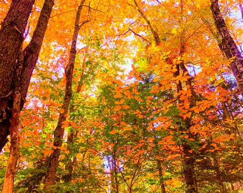 Vermont Fall Foliage: Best Places to See Autumn Colors