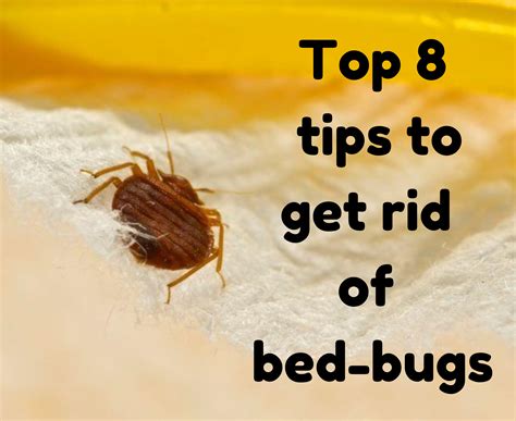 Top 8 tips to get rid of bed bugs permanently