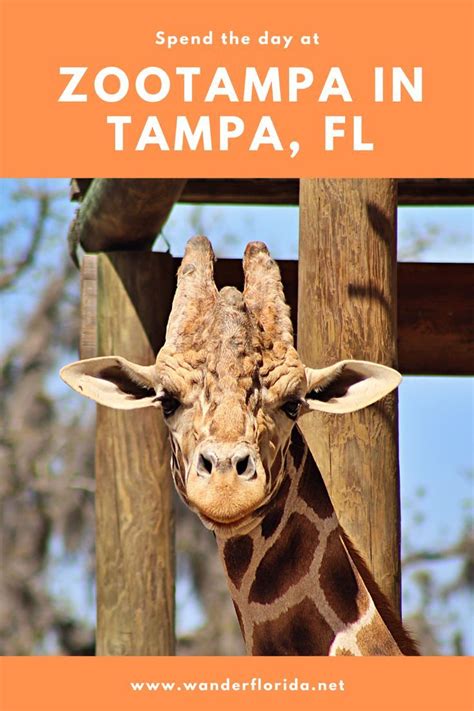 Why ZooTampa is the BEST Zoo in Tampa, Fl - Wander Florida in 2020 | Tampa zoo, Amusement parks ...