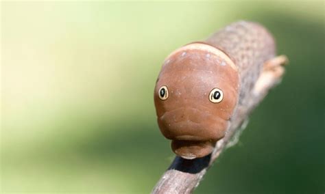 Do Caterpillars Have Eyes? | Pests Banned