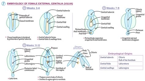 Reproductive System: Development of the Vulva | ditki medical ...