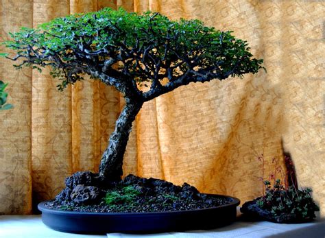 LENNARD'S BONSAI BEGINNINGS.: Acacia bonsai - Africa's pride!