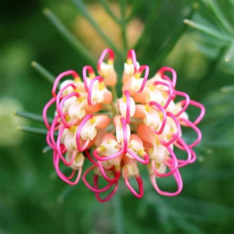 43 Types of Protea Flowers, Meaning and Pictures | Florgeous