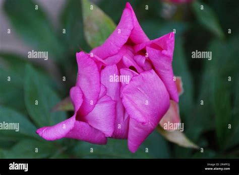 A rose bud opening up Stock Photo - Alamy