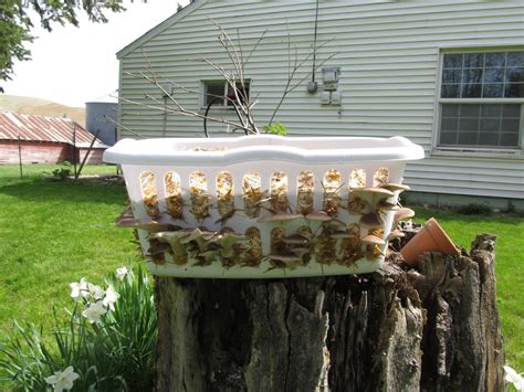 Oyster Mushroom Experiment- Laundry Basket, Wood blocks, and newspaper - Gourmet and Medicinal ...