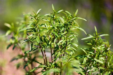 6 Tasty Summer Savory Uses