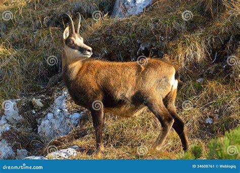 Chamois - Rupicapra Rupicapra Stock Image - Image: 34608761