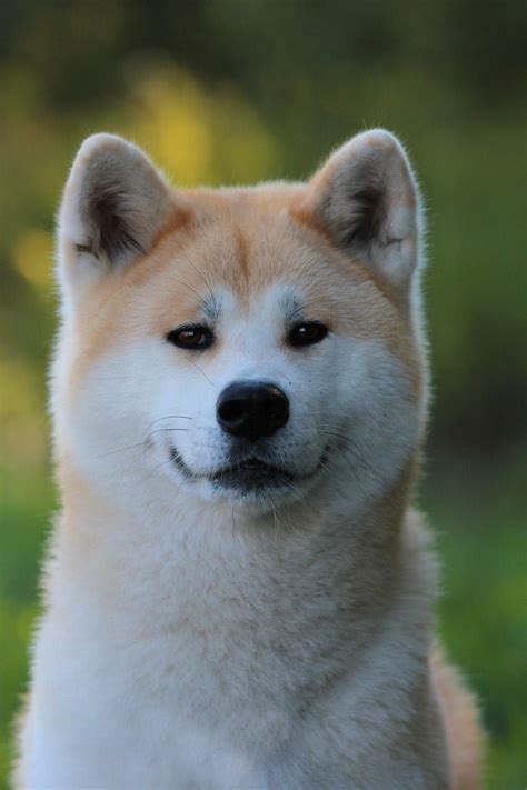 Akita Inu | Akita dog, Japanese dogs, Cute dogs