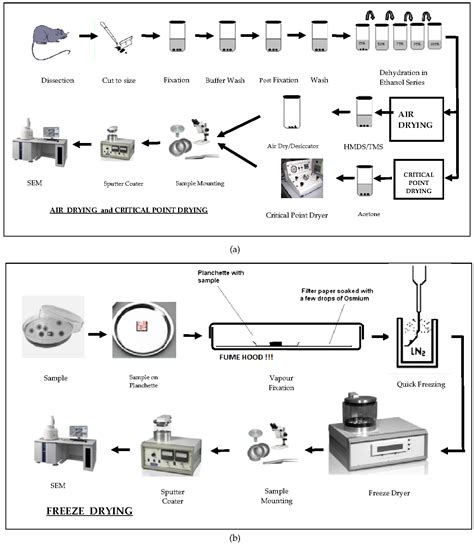 Sample Preparations for Scanning Electron Microscopy – Life Sciences | IntechOpen