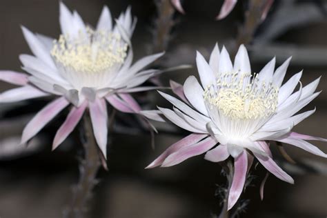 Night-Blooming Cereus Wallpapers Images Photos Pictures Backgrounds