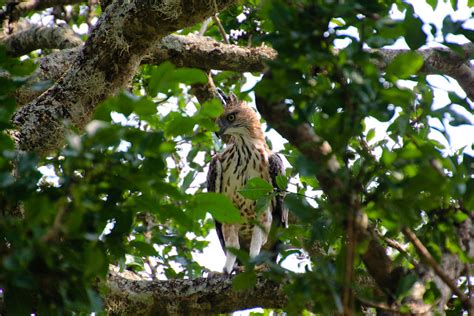 Yala National Park, Sri Lanka | Patty Ho | Flickr