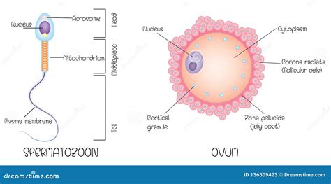 Struttura Dell'uovo E Dello Sperma Illustrazione Vettoriale - Illustrazione di ovariano, femmina ...