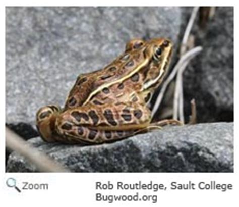 Northern Leopard Frog- Lithobates pipiens | Wildlife Journal Junior