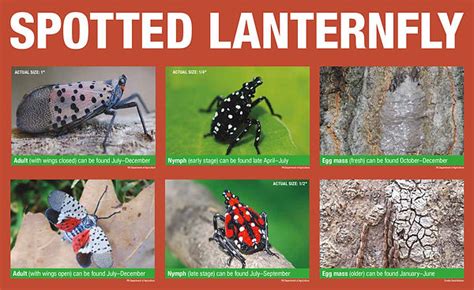 Spotted Lanternfly | Union Township