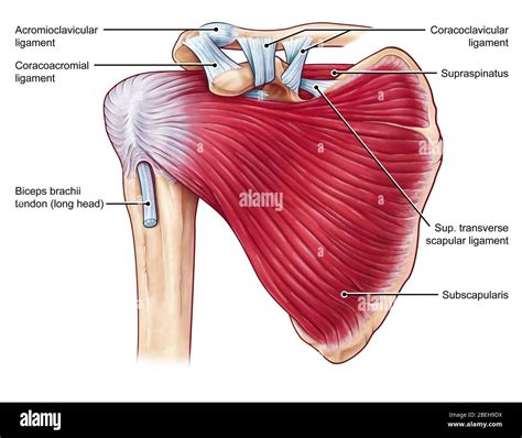 Shoulder Tendon Anatomy : How Do Rotator Cuff Injuries Occur : Maybe ...