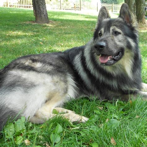 American Alsatian Breed Guide - Learn about the American Alsatian.