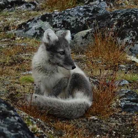 Experience Svalbard Wildlife: An Adventurer's Guide - Amateur Traveler