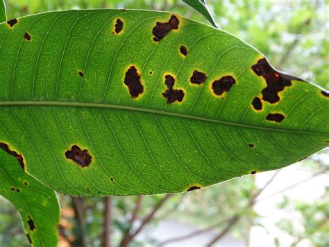 Mango (Mangifera indica): Bacterial black spot caused by X… | Flickr