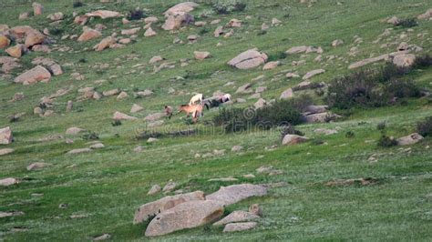 Wild Przewalski Horses in Natural Habitat in the Meadow of Mongolia Stock Video - Video of ...