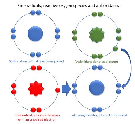 Free radicals vs reactive oxygen species